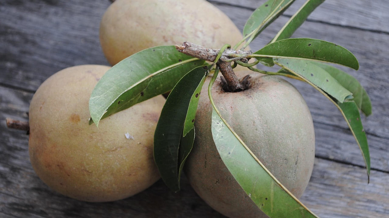 మనలో కొందరికి సపోటా తిన్న వెంటనే దురద, చర్మంపై దద్దుర్లు, అలెర్జి వంటి  సమస్యలు వచ్చే అవకాశం ఉంది. ఇంకా వీరిలో ఇన్ఫెక్షన్లు కూడా వచ్చే అవకాశం ఉంది. ఇలాంటి వాళ్ళు  సపోటాను  ఎక్కువగా తినకండి. 