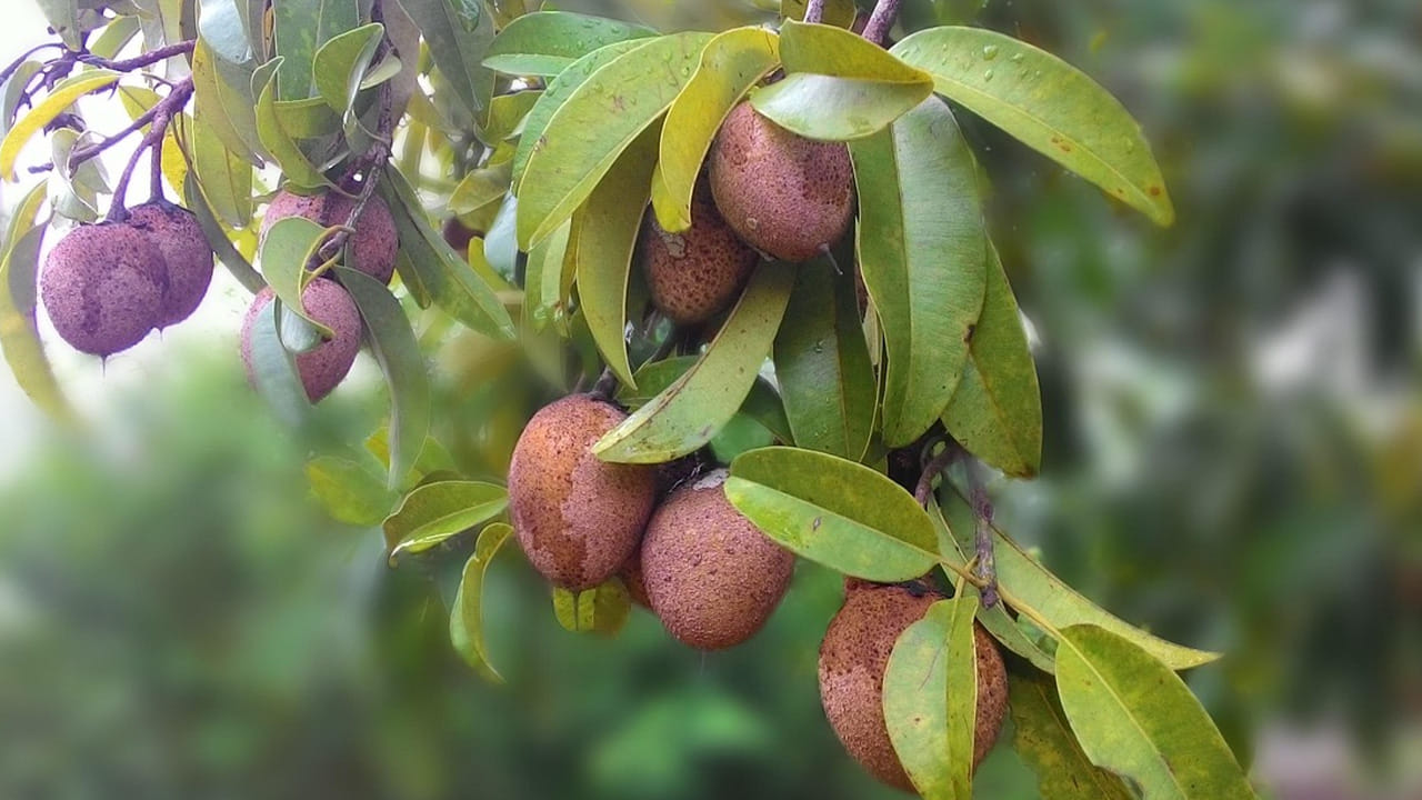 (NOTE: ఇందులోని అంశాలు కేవలం అవగాహన కోసం మాత్రమే. నిపుణులు అందించిన సమాచారం ప్రకారం ఇక్కడ తెలియజేయడమైనది. ఆరోగ్యరీత్యా ఎలాంటి సమస్యలు ఉన్నానేరుగా వైద్య నిపుణులను సంప్రదించడం మంచిది)