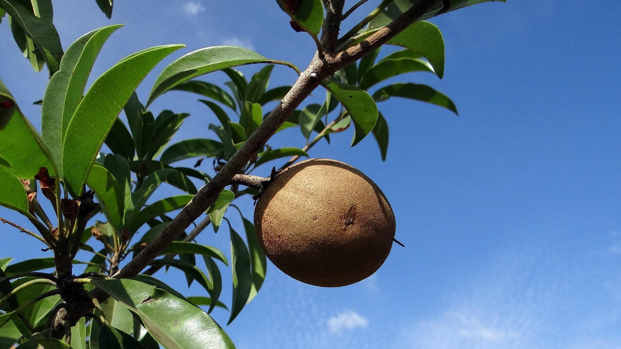 జీర్ణక్రియ, మలబద్ధకం వంటి సమస్యలతో బాధ పడేవారు  సపోటాని తింటే కడుపులో ఇబ్బంది కలిగించే  అవకాశం ఉందని వైద్య నిపుణులు చెబుతున్నారు. కాబట్టి, వీళ్ళు ఎక్కువగా తీసుకోకపోవడమే మంచిది.