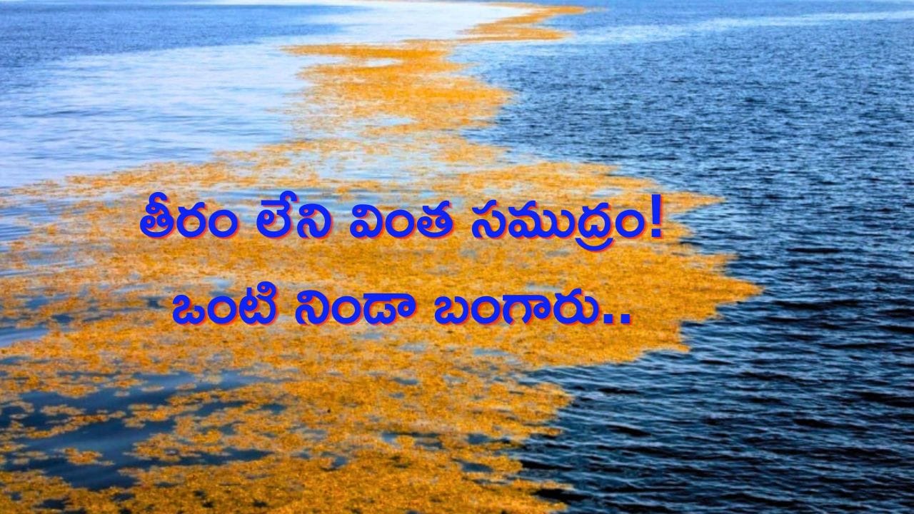 తీరం లేని వింత సముద్రం! భూమిపై ఎక్కడా లేని విధంగా ఒంటి నిండా బంగారు పూతతో..