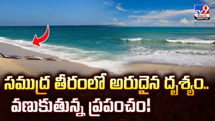 సముద్ర తీరంలో అరుదైన దృశ్యం.. వణుకుతున్న ప్రపంచం సముద్ర తీరంలో అరుదైన దృశ్యం.. వణుకుతున్న ప్రపంచం