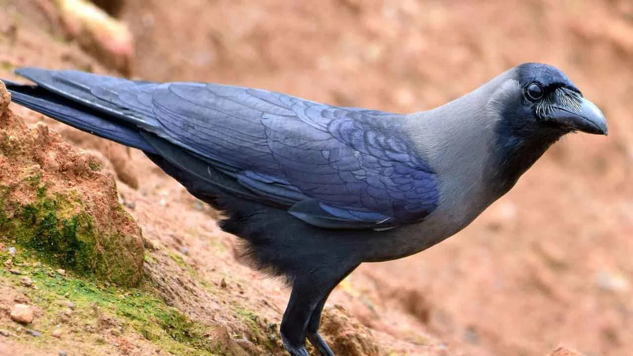 
కొద్దిసేపు వెళ్లిన కాకి మళ్లీ వచ్చి అదే చోట మళ్లీ బాధిస్తుంది. శ్రీరాముడు నిద్రలేవకుండా ఉండాలని సీతమ్మ ఎంత ప్రయత్నించినా ఆ కాకి మళ్లీ మళ్లీ ఇబ్బంది పెడుతూనే ఉంటుంది. ఇలా గాయపడిన సీతాదేవి శరీరం నుంచి వచ్చిన రక్తం శ్రీరాముడి శరీరానికి తగిలి ఆయన మెలకువకు వస్తాడు. వెంటనే విషయం గ్రహించిన శ్రీరాముడు రక్తంతో ఉన్న ఆ కాకిని చూసి కోపంతో దర్భాసనం నుంచి ఒక దర్భ తీసుకుని మంత్రించి బ్రహ్మాస్త్రంగా ప్రయోగిస్తాడు. 