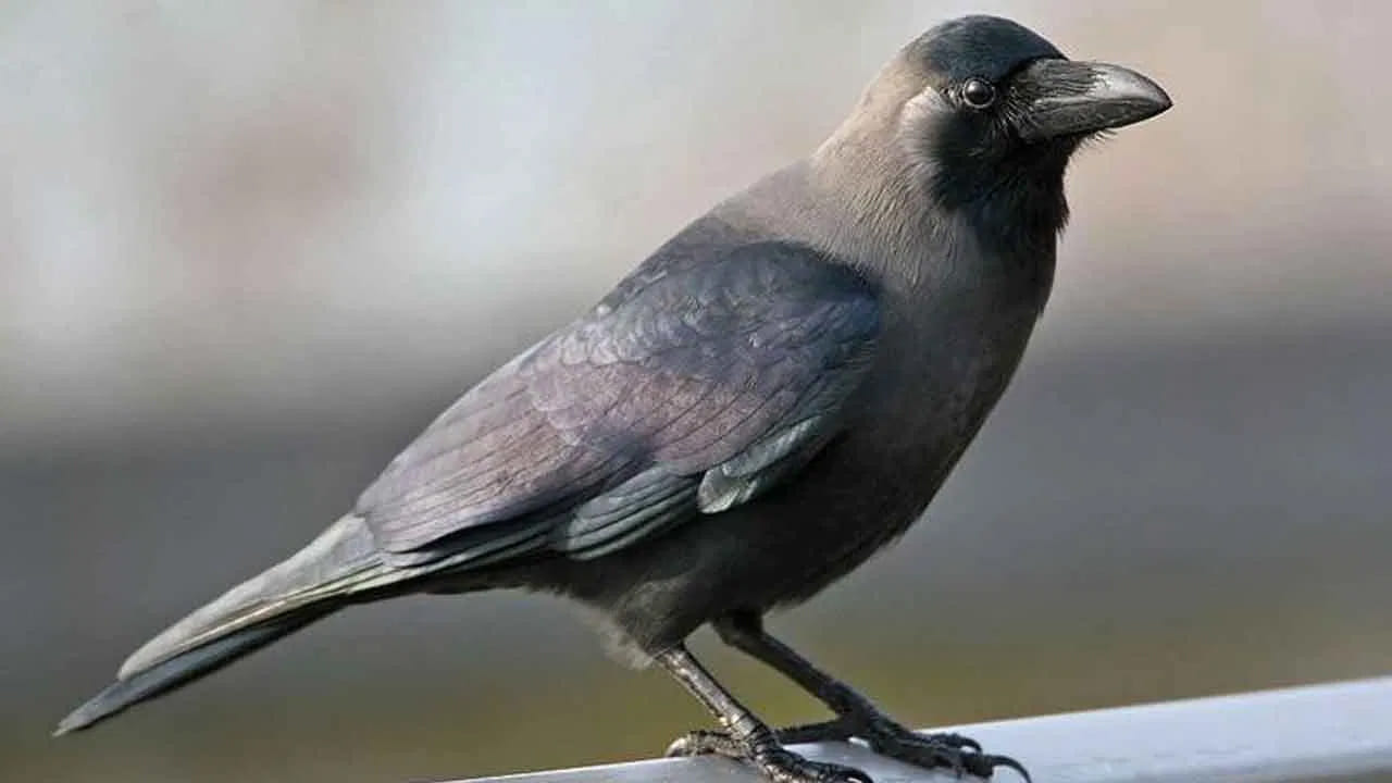 
కాకి చేసిన పరిహారం.. 

తాను చేసిన తప్పు తెలుసుకున్న ఆ కాకి వినయంతో ఇలా అంటుంది:
‘ప్రభూ, బ్రహ్మాస్త్రం వృథా కాకూడదు. నా కుడి కన్నును తీసుకోండి.’
దాంతో ఆ బ్రహ్మాస్త్రం కాకి కుడి కన్నును దహనం చేస్తుంది. ఇలా అది ప్రాణాలు దక్కించుకుంటుంది. అప్పటి నుంచి కాకులు ఒక కంటితో చూసినట్టు కనిపిస్తాయని పురాణ కథ చెబుతుంది.

పితృకార్యాల్లో కాకుల ప్రాధాన్యం.. 

కథ ప్రకారం, శ్రీరాముడు ఆ కాకికి మరో వరం కూడా ఇచ్చాడని చెబుతారు. కాకికి పెట్టిన ఆహారం పితృదేవతలకు చేరుతుందని ఆయన వరం ఇచ్చాడట. అందుకే ఇప్పటికీ పితృకార్యాలు, శ్రాద్ధ కార్యక్రమాల్లో ముందుగా కాకులకు ఆహారం పెడతారు.
