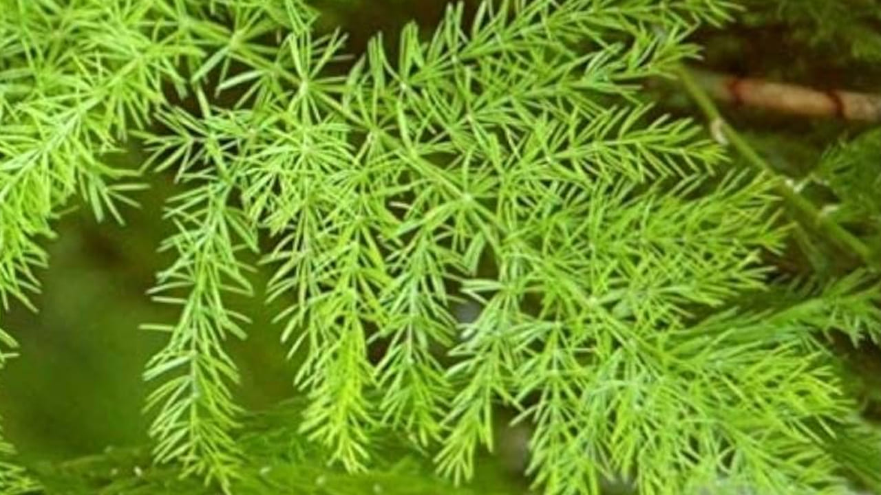 Shatavari Plant: చూస్తే పిచ్చి మొక్క అనుకునేరు.. మీకు 100 ఏళ్లు ఆయుష్షునిచ్చే బ్రహ్మాస్త్రం