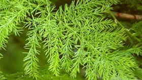 చూస్తే పిచ్చి మొక్క అనుకునేరు.. మీకు 100 ఏళ్లు ఆయుష్షునిచ్చే..