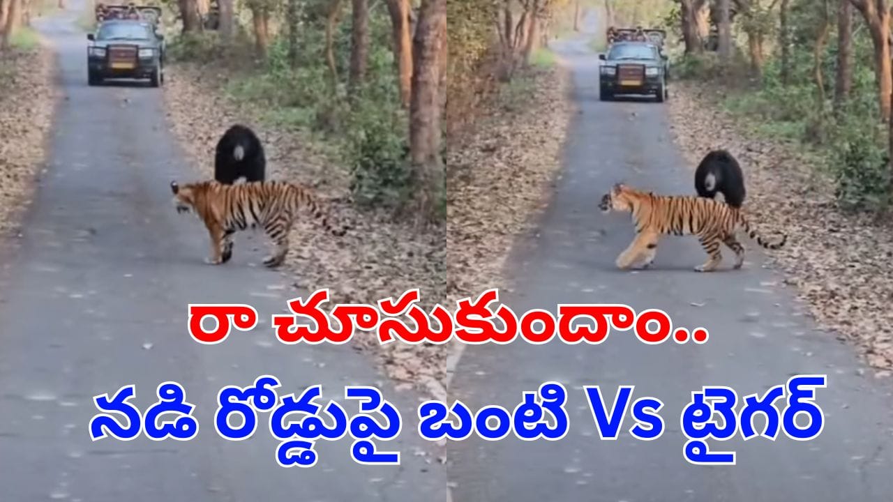 Watch: బంటా మజాకా.. దెబ్బకు సుస్సు పోసుకున్న బెబ్బులి.. వీడియో చూస్తే