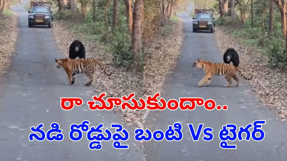 Watch: బంటా మజాకా.. దెబ్బకు సుస్సు పోసుకున్న బెబ్బులి.. వీడియో చూస్తే