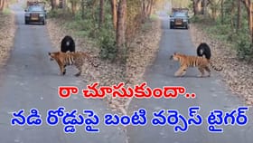 బంటా మజాకా.. దెబ్బకు సుస్సు పోసుకున్న బెబ్బులి.. వీడియో చూస్తే