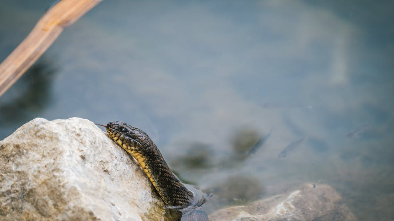 నోట్ : పై సమాచారం కేవలం ఇంటర్నెట్ ఆధారంగా మాత్రమే ఇవ్వడం జరిగింది. టీవీ9 తెలుగు దీనిని ధృవీకరించలేదని పాఠకులు గమనించాలి.