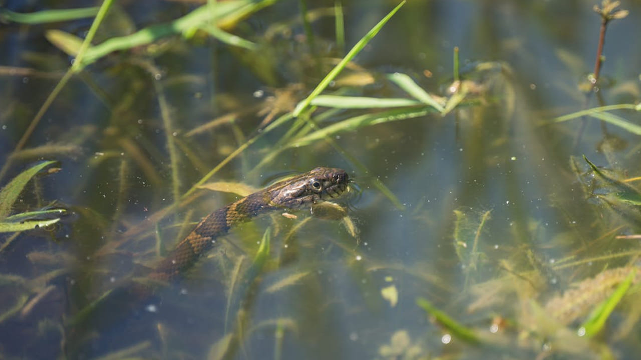 పాము శరీర అవసరాలకు చాలా తక్కువ నీరు సరిపోతుంది. అందుకోసమే అది నీటిని ఎక్కువ తాగదు. దాని శరీరంలో ఉన్న నీటినే అది సరిపెట్టుకుంటుందంట. కానీ ఒక వేసవి కాలంలో మాత్రమే పాములు కొన్నిసార్లు ఎక్కువగా నీటికోసం వెతుకుతాయని చెబుతున్నారు నిపుణులు.