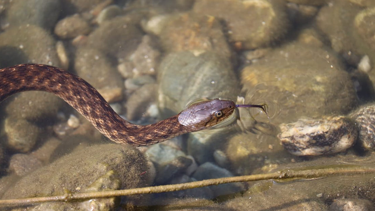 పాములకు వేసవి కాలంలో తగినంత నీరు అవసరం ఉంటుంది. అయితే కొన్నిసార్లు అవి నీరు తాగడంలో విఫలం అవుతే, శరీరం నిర్జలీకరణంగా మారుతుందంట. అందుకే వేసవిలో ఇవి తప్పకుండా నీటికోసం వెతుకుతాయి. ఇక పామలు నేరుగా నోటితో నీటిని తాగవు. ఇవి వాటి చర్మాన్ని నీటిలో ముంచి, వాటి తల కింది భాగాన్ని నీటిలో ముంచి, చర్మం, కండరాల ద్వారా మాత్రమే నీటిని తాగుతుందంట. 