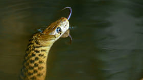 పాములు నీళ్లు తాగుతాయా? ఎప్పుడైనా ఆలోచించారా?