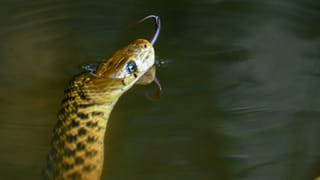 పాములు నీళ్లు తాగుతాయా? ఎప్పుడైనా ఆలోచించారా?