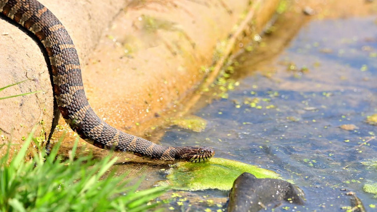 పాములకు నోటి నీటిలో ముంచి, కండరాల కదలికల ద్వారా మంత్రమే నీటిని పీల్చుకుంటాయంట. కొన్ని సార్లు వర్షపు బిందువల ద్వారా నీటి తాగుతాయంట. కానీ ప్రత్యేకంగా నీటిని తాగాల్సిన అవసరం వీటికి ఉండదు అని చెబుతున్నారు నిపుణులు.