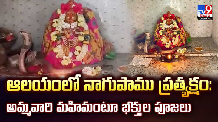 ఆలయంలో నాగుపాము ప్రత్యక్షం: అమ్మవారి మహిమంటూ భక్తుల పూజలు ఆలయంలో నాగుపాము ప్రత్యక్షం: అమ్మవారి మహిమంటూ భక్తుల పూజలు