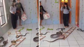 ఇదికదా నిజమైన వైకుంఠపాళి ఆట అంటే..!