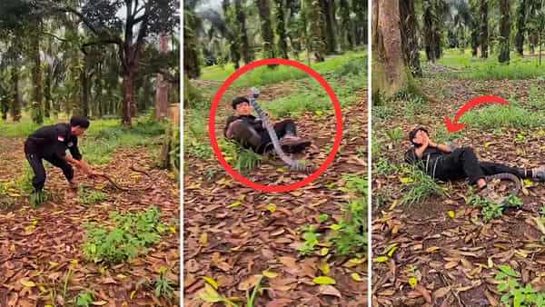 Viral Video: మృత్యువుతో దాగుడుమూతలు.. భారీ పాముతో ఎకసెక్కాలు.. కట్ చేస్తే..
