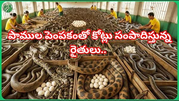 Snake Farming: ఓరి దేవుడో..! వ్యవసాయం కాదు.. పాముల పెంపకంతో కోట్లు సంపాదిస్తున్న రైతులు.. ఎక్కడంటే.?