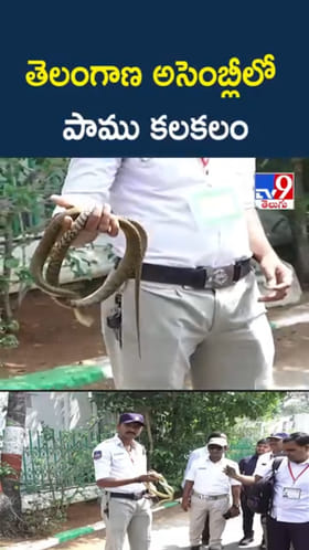 వామ్మో.. తెలంగాణ అసెంబ్లీలో పాము కలకలం..ఇదిగో వీడియో