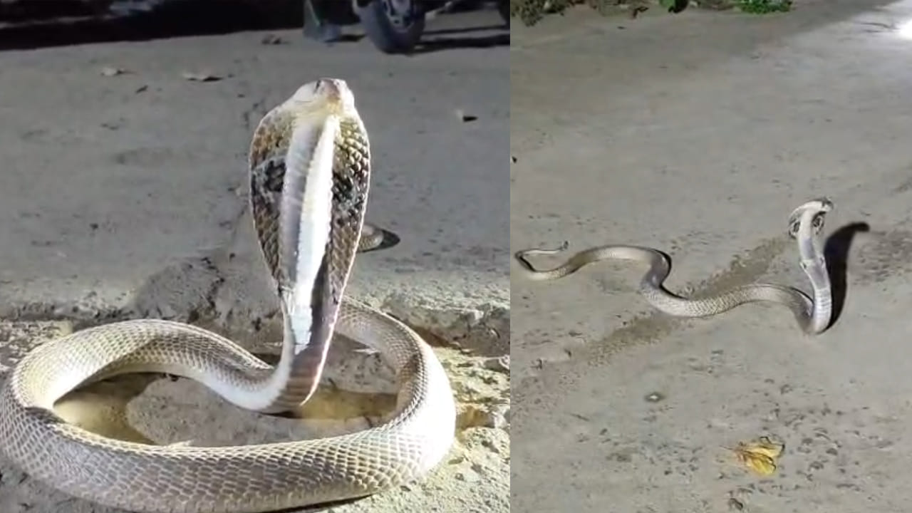 Telangana: వేములవాడ రాజన్న దర్శనానికి వచ్చిన నాగుపాము.. ఆ తర్వాత ఏం జరిగిందో మీరే చూడండి..