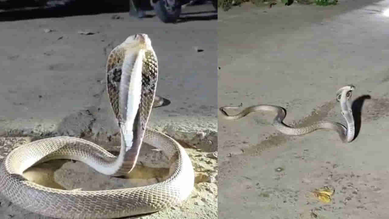 Telangana: వేములవాడ రాజన్న దర్శనానికి వచ్చిన నాగుపాము.. ఆ తర్వాత ఏం జరిగిందో మీరే చూడండి..