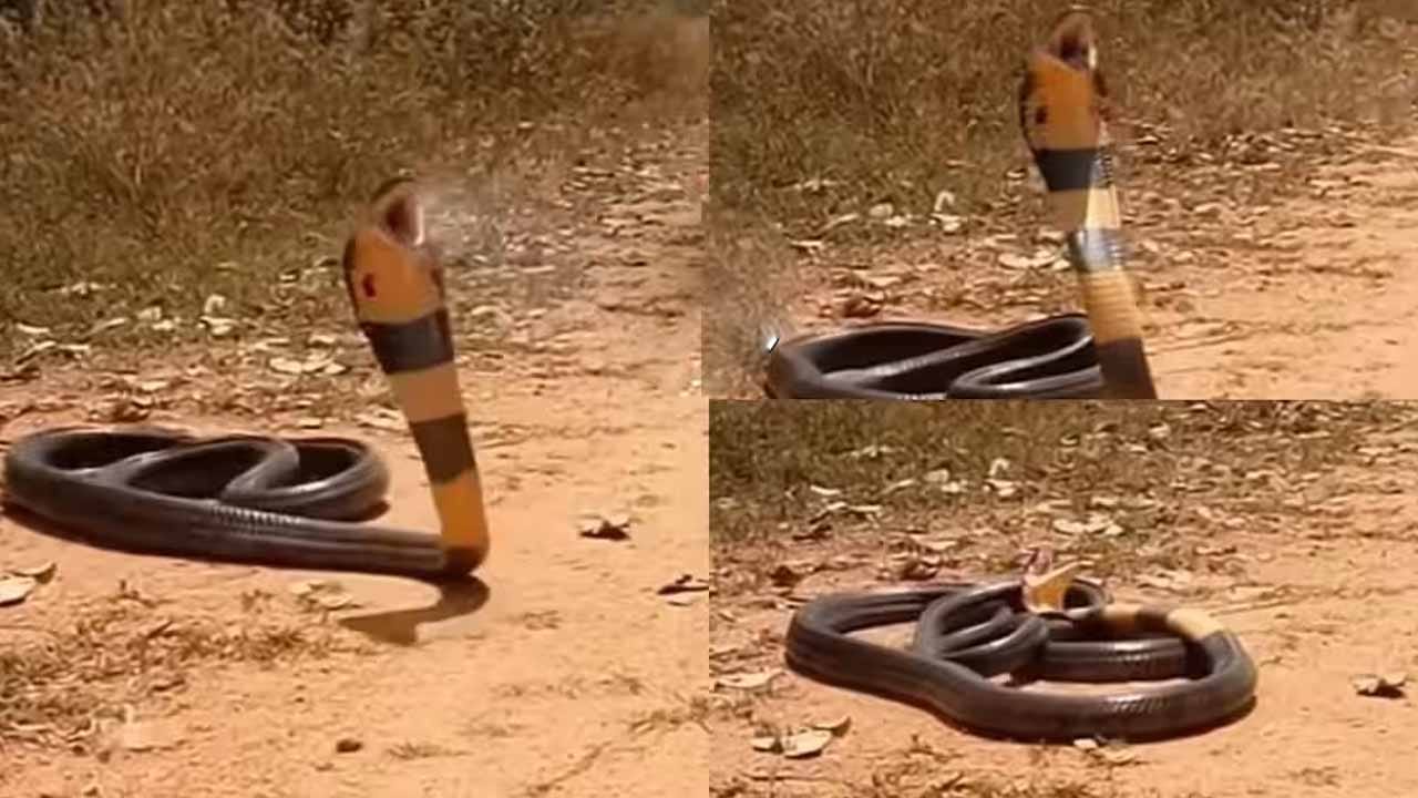 Viral Video: ఉన్నపళంగా నిట్టనిలువునా ప్రాణాలు విడిచిన కింగ్ కోబ్రా.. ఆ దృశ్యాన్ని చూస్తే షాక్!