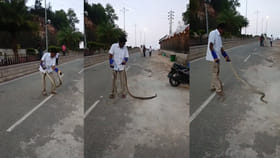 తిరుమల క్యూ లైన్లలో పాముల హల్చల్.. భయం గుప్పిట్లో భక్తులు!