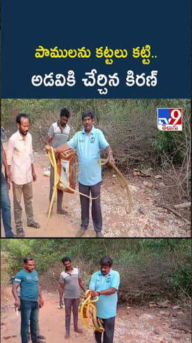 పాములను రిస్క్యూ చేయడంలో ఆ స్నేక్ క్యాచర్ మేటి..