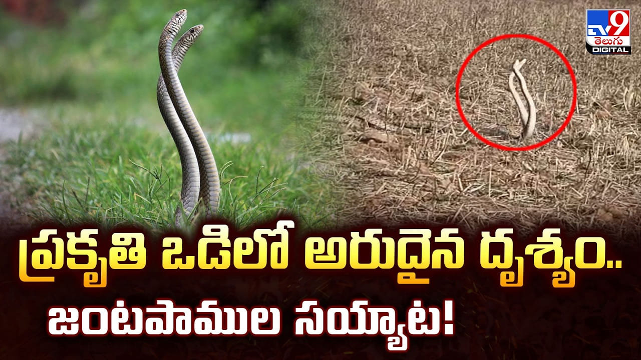 ప్రకృతి ఒడిలో అరుదైన దృశ్యం..జంటపాముల సయ్యాట!