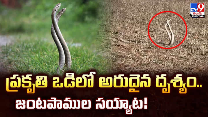 ప్రకృతి ఒడిలో అరుదైన దృశ్యం..జంటపాముల సయ్యాట! ప్రకృతి ఒడిలో అరుదైన దృశ్యం..జంటపాముల సయ్యాట!