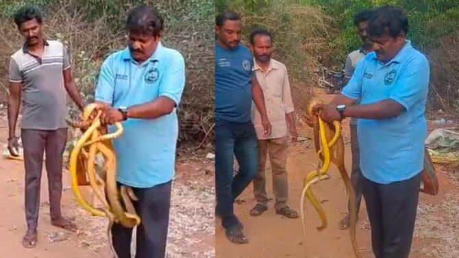 కట్టలు కట్టలుగా పాములు.. ధైర్యం ఉంటేనే వీడియో చూడండి..!