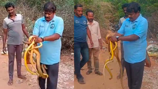 Viral: కట్టె పుల్లలు అనుకుంటివా అప్పా.. అవన్నీ పాములప్ప.. ధైర్యం ఉంటేనే వీడియో చూడండి..
