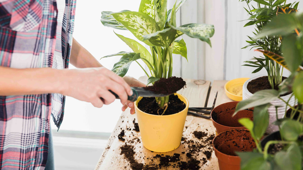 మట్టిని వదులు చేయడం (Tilling/Aeration): కుండీలో నీరు పోయడం వల్ల కాలక్రమేణా మట్టి గట్టిపడిపోతుంది. దీనివల్ల వేర్లకు ఆక్సిజన్ అందదు. నెలకు ఒకసారి చిన్నపాటి పరికరంతో మట్టిని పైకి కిందకి కదిలించాలి (వదులు చేయాలి). దీనివల్ల గాలి ప్రసరణ పెరిగి వేర్లు బలంగా పెరుగుతాయి.