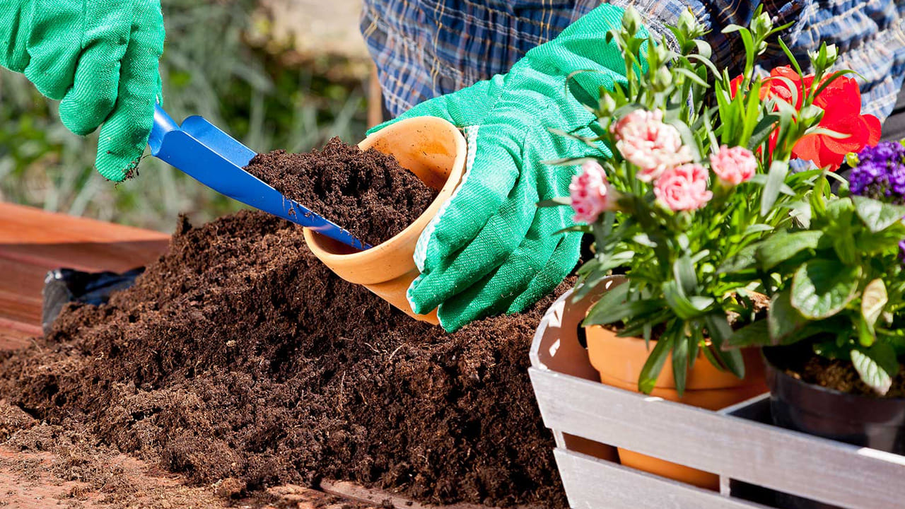 కిచెన్ వేస్ట్ కంపోస్ట్: మార్కెట్లో దొరికే ఎరువుల కంటే ఇంట్లో లభించే వస్తువులు అద్భుతంగా పనిచేస్తాయి. వాడిన టీ పొడిని కడిగి ఎండబెట్టి మట్టిలో కలిపితే మంచి ఎరువుగా పనిచేస్తుంది. ఎండిన గుడ్డు పెంకులను పొడి చేసి వేస్తే మొక్కలకు క్యాల్షియం అందుతుంది. అరటి పండు తొక్కలు కూడా మంచి ఎరువుగా పనిచేస్తాయి. వీటిని నీటిలో నానబెట్టి ఆ నీటిని మొక్కలకు పోస్తే పొటాషియం లభిస్తుంది.