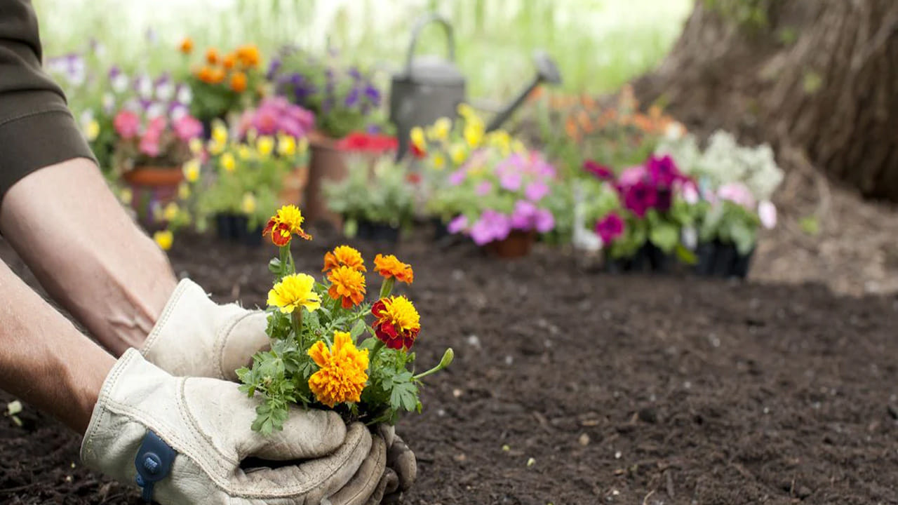  రీ-పాటింగ్ (Re-potting): ఏడాదికి ఒకసారి కుండీలోని పాత మట్టిని తీసేసి, కొత్త మట్టి మరియు ఎరువుల మిశ్రమంతో మొక్కను మళ్లీ నాటడం మంచిది. దీనివల్ల మొక్కకు కొత్త శక్తి వస్తుంది. మొక్కల పెంపకం అనేది ఒక కళ. పైన పేర్కొన్న చిట్కాలను పాటిస్తూ, క్రమం తప్పకుండా మట్టిని గమనిస్తూ ఉంటే మీ కుండీలోని మొక్కలు ఎప్పుడూ పచ్చగా, పూలతో కళకళలాడుతూ ఉంటాయి.
