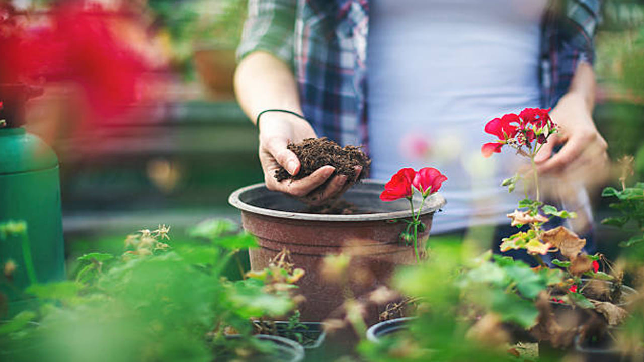 వేప పిండి (Neem Cake): మట్టిలో పురుగులు లేదా ఫంగస్ రాకుండా ఉండటానికి కొద్దిగా వేప పిండిని కలపాలి. ఇది సహజ సిద్ధమైన కీటక నాశినిగా పనిచేస్తుంది.
