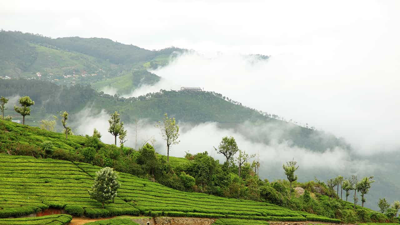 కూనూర్: ఊటీకి సమీపంలో ఉన్న కూనూర్, పర్యాటకులు తప్పక సందర్శించాల్సిన అందమైన హిల్ స్టేషన్. సముద్ర మట్టానికి సుమారు 1,850 మీటర్ల ఎత్తులో ఉన్న ఈ ప్రాంతం ప్రశాంతతకు నిలయంగా ఉంటుంది. నగర గోల నుంచి దూరంగా, ఎక్కడ చూసినా విస్తరించి ఉన్న పచ్చని తేయాకు తోటలు ఇక్కడి ప్రత్యేక ఆకర్షణ. ఈ తోటల మధ్య విహరించడం మనసుకు అపూర్వమైన ఆనందాన్ని అందిస్తుంది. 