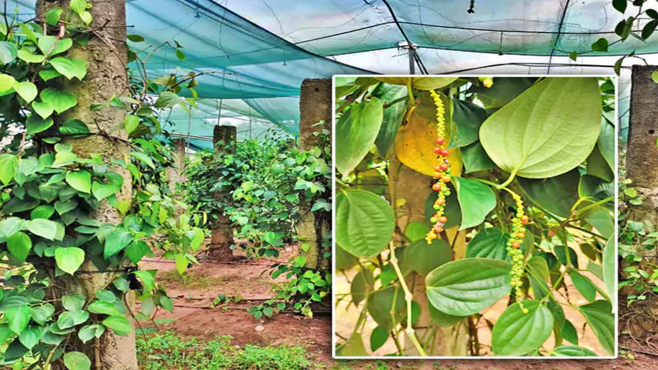 ఇక సుగంధ ద్రవ్యాల పంటలు అయిన లెమన్ గ్రాస్, అశ్వగంధ, అలొవెరా వంటి మొక్కల సాగు కూడా వేగంగా పెరుగుతోంది. ఈ పంటలు ఔషధ, సౌందర్య, ఆయిల్ తయారీ పరిశ్రమల్లో ఉపయోగపడుతాయి. పెట్టుబడి తక్కువగా ఉండటం, మార్కెట్ డిమాండ్ ఉండటం వల్ల రైతులు వీటివైపు మొగ్గు చూపుతున్నారు. వ్యవసాయ నిపుణుల సూచన ప్రకారం రైతులు తమ ప్రాంతపు మట్టి, నీటి లభ్యత, మార్కెట్ పరిస్థితులను పరిశీలించి ఈ కొత్త పంటలను ఎంపిక చేసుకుంటే తక్కువ ఖర్చుతో మంచి లాభాలు పొందే అవకాశం ఉంది.