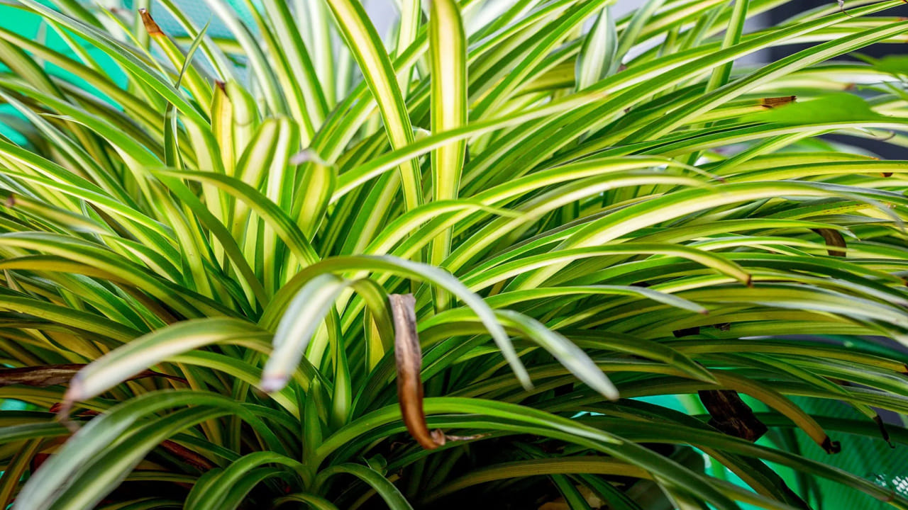 స్పైడర్ ప్లాంట్(Spider plant): ఈ మొక్క కూడా ఇంటికి ఆకర్షణీయమైన రూపాన్ని తెస్తుంది. ఈ మొక్కను ఇండోర్‌లో పెంచుకోవచ్చు. ఈ మొక్క ఇంట్లో ఉంచడం వల్ల గాలిలోని మలినాలు తొలగిపోతాయి. దీంతో.. గాలి స్వచ్ఛత పెరుగుతుంది. వీటి సంరక్షణ చాలా ఈజీ. ఇంట్లో సులభంగా పెంచుకోవచ్చు. వీటికి కూడా తక్కువ నీరు అవసరం. చిన్న చిన్న కుండీల్లో కూడా పెంచుకోవచ్చు. ఈ మొక్కల వల్ల ఇంటి వాతావరణం చల్లగా మారుతుంది. ఎండల నుంచి ఉపశమనాన్ని అందిస్తుంది.