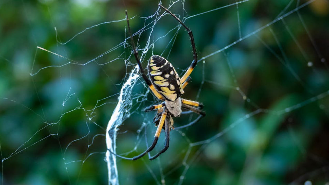 ఇది క్యాలెండర్‌లో ఉండే  సీజన్ అయితే అస్సలు కాదు. వెన్నులో వణుకుపుట్టించే  భయంకరమైన సీజన్ అని చెప్పాలి. 
