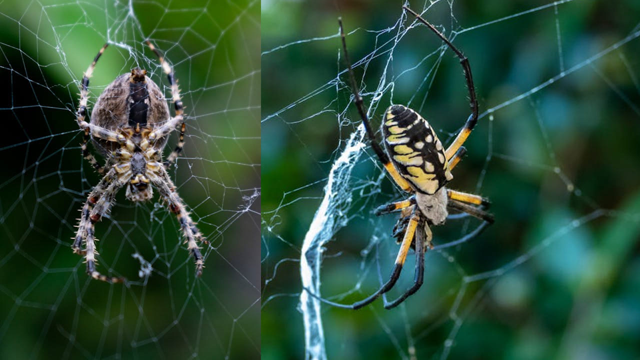 అక్కడ ఏడాదిలో కొన్ని నెలల పాటు పెద్ద ఎత్తున స్పైడర్లు  బయటకు రావడంతో ప్రజలకి కూడా భయంతో వణికిపోతారు. ఇంకా ఇవి గాల్లో కూడా ఎగురుతాయి. 
