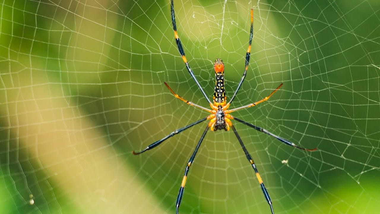 ఆస్ట్రేలియాలో అక్కడ ఇక్కడ అని కాకుండా అంతటా వేల సంఖ్యలో  స్పైడర్లు గూడ్లు కట్టుకుంటూ తిరుగుతాయి. ఇది లేట్ సమ్మర్ నుంచి మొదలవుతుంది. 