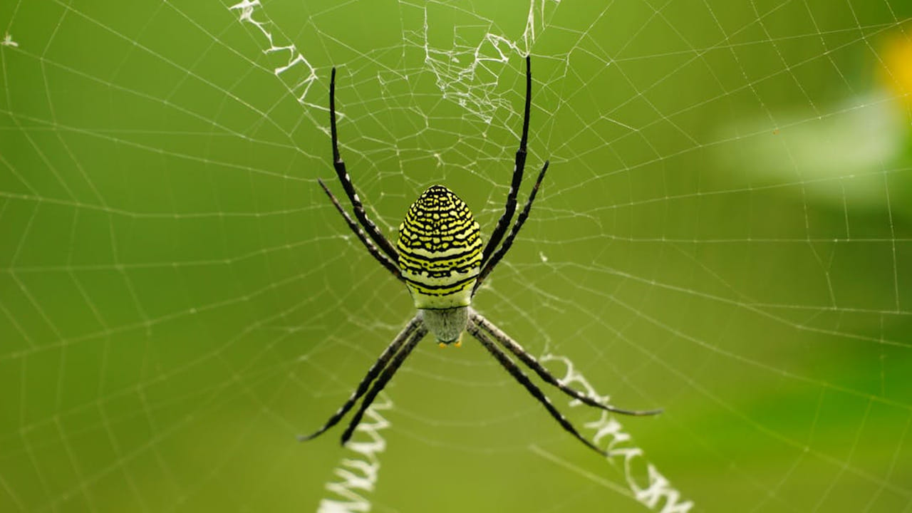 భారీ వర్షాలు, వరదలతో తమ నివాస స్థలాలు ఎక్కడ కొట్టుకుపోతాయేమో అని ఈ సాలె పురుగులు బయటకొచ్చి సురక్షిత ప్రదేశాలను వెతుక్కుంటూ గుట్టల గుట్టలుగా బయటకు వస్తాయని అక్కడ వాళ్ళు చెబుతున్నారు. 
