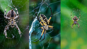 అక్కడ సాలే పురుగుల వర్షం.. గుట్టల గుట్టలుగా స్పైడర్లు.. ఎక్కడంటే?