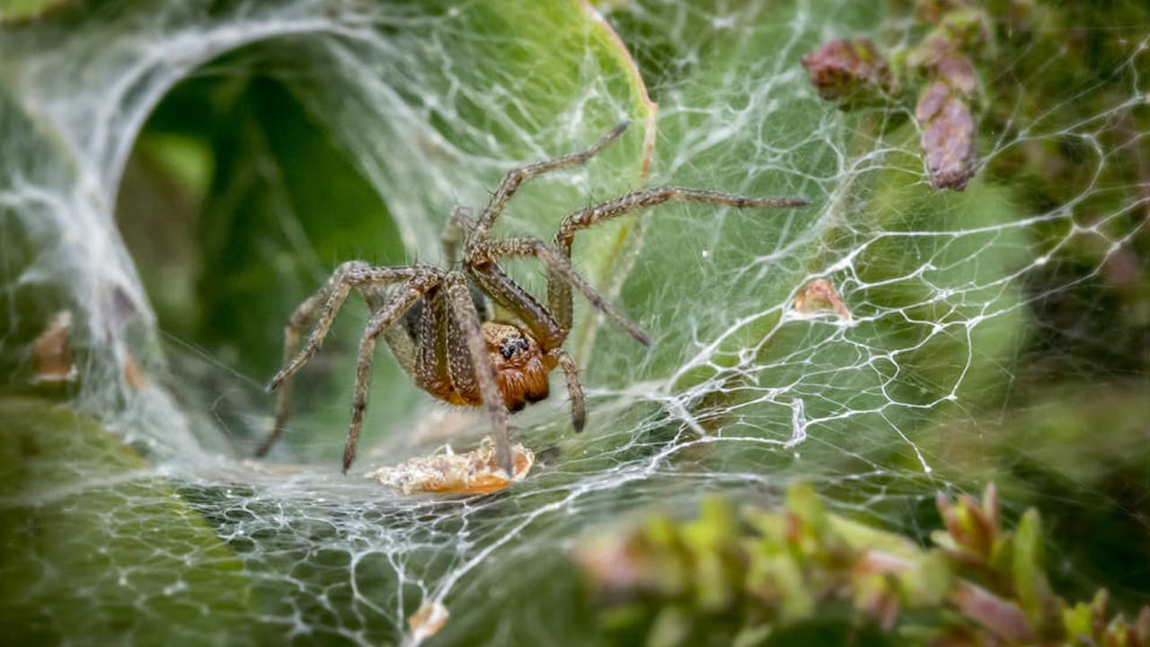 
ఆస్ట్రేలియాలో  “స్పైడర్ సీజన్” ఎంత ఫేమస్ అనేది ప్రత్యేకించి చెప్పాల్సిన అవసరం లేదు. ఈ సీజన్  వస్తుందంటే చాలు చాలా మంది భయపడి పారిపోతారు. 