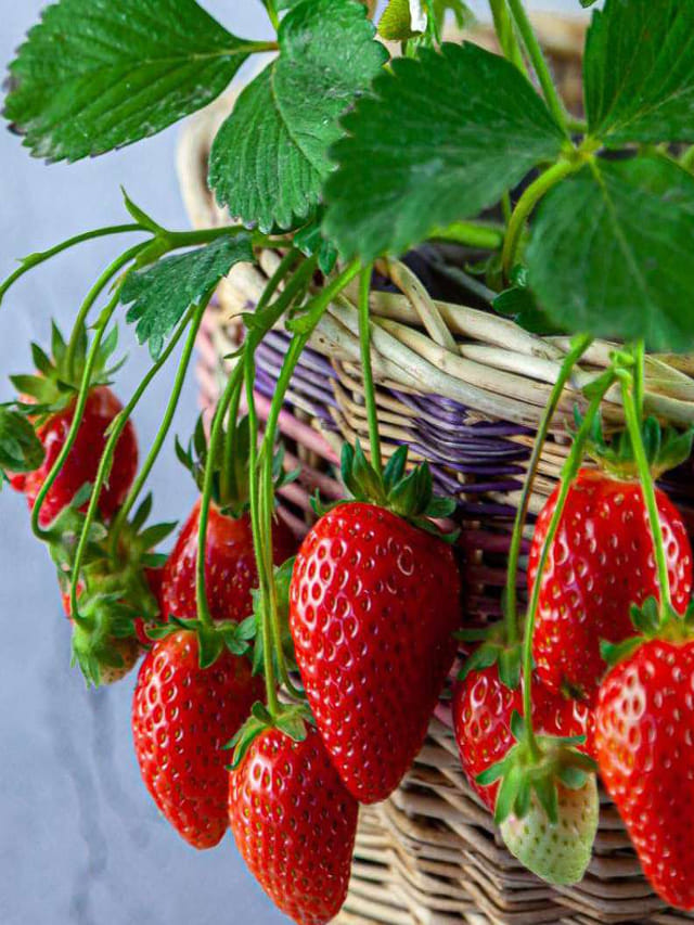 డ‌యాబెటిస్ ఉన్నవారు స్ట్రాబెర్రీలు తిన‌వ‌చ్చా..?