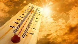 Andhra News: కోతుల భయం.. కొండముచ్చు అభయం.. ఆ ఆలయంలో అద్భుత దృశ్యం!