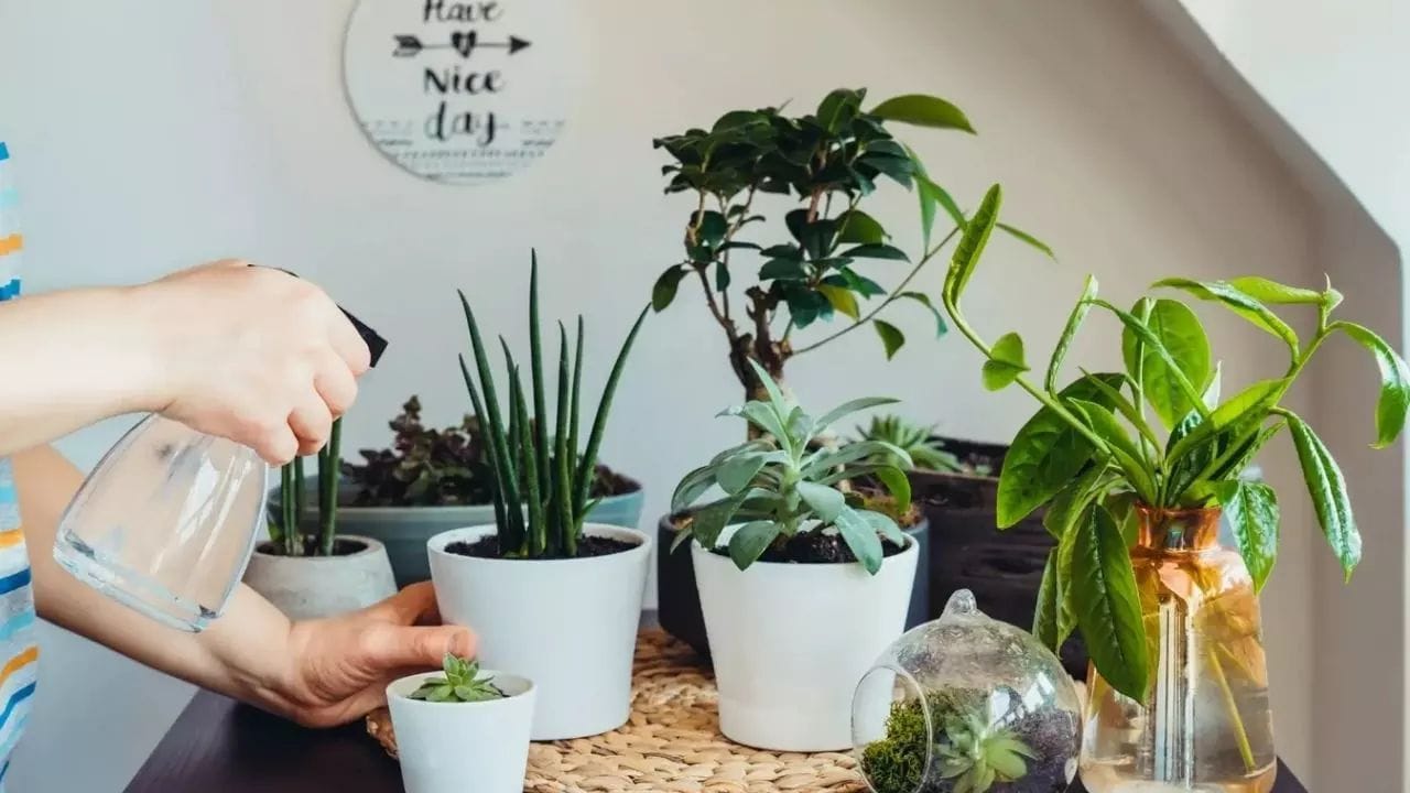 ఇండోర్ ప్లాంట్స్ : మొక్కలు ఎక్కడుంటే అక్కడ చల్లటి వాతావరణం ఉంటుంది. అందుకే ఇంట్లో కొన్ని చిన్న మొక్కలను పెంచుకోవడం ఉత్తమం. స్నేక్ ప్లాంట్, అలోవెరా , మనీ ప్లాంట్ లేదా అరెకా పామ్ వంటి మొక్కలను ఇంట్లో పెంచడం వల్ల ఆక్సిజన్ స్థాయి పెరుగుతుంది. ఈ మొక్కలు గాలిని సహజంగా శుద్ధి చేయడమే కాకుండా, పరిసరాల్లోని వేడిని గ్రహించి వాతావరణాన్ని తక్కువ ఉష్ణోగ్రత వద్ద ఉంచుతాయి. దీని వల్ల మీ ఇళ్లు కూలర్ లేకుండానే చల్లగా మారుతుతంది.