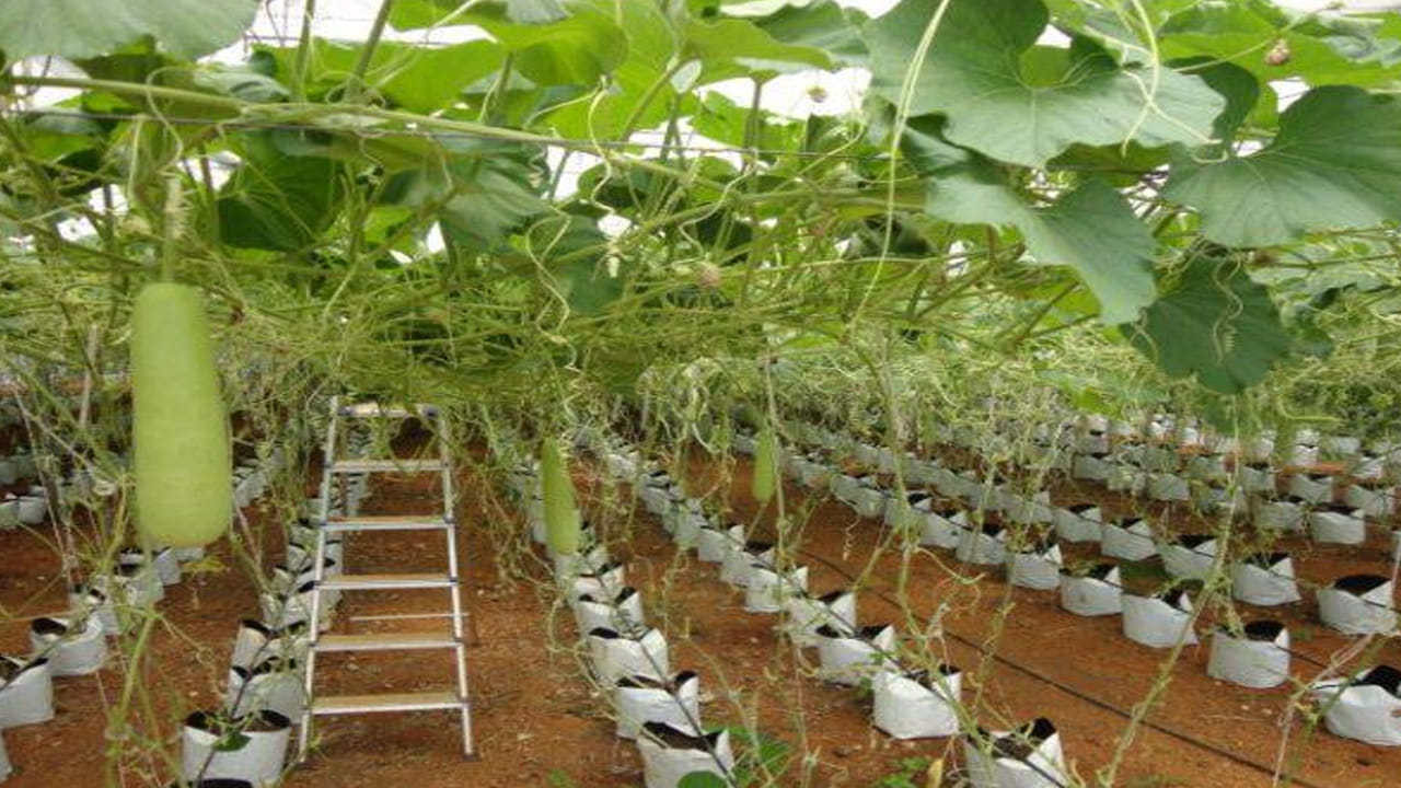 నీటి సౌకర్యం ఉన్న రైతులు డ్రిప్ ఇరిగేషన్ వంటి పద్ధతులను ఉపయోగిస్తే నీటి వినియోగాన్ని తగ్గించి దిగుబడిని పెంచుకోవచ్చు. మార్కెట్ పరిస్థితులను ముందుగానే అంచనా వేసి పంటలను ఎంపిక చేస్తే, ఒక ఎకరం పొలం నుంచే వేసవిలో స్థిరమైన, మంచి ఆదాయం పొందడం సాధ్యమవుతుంది.
