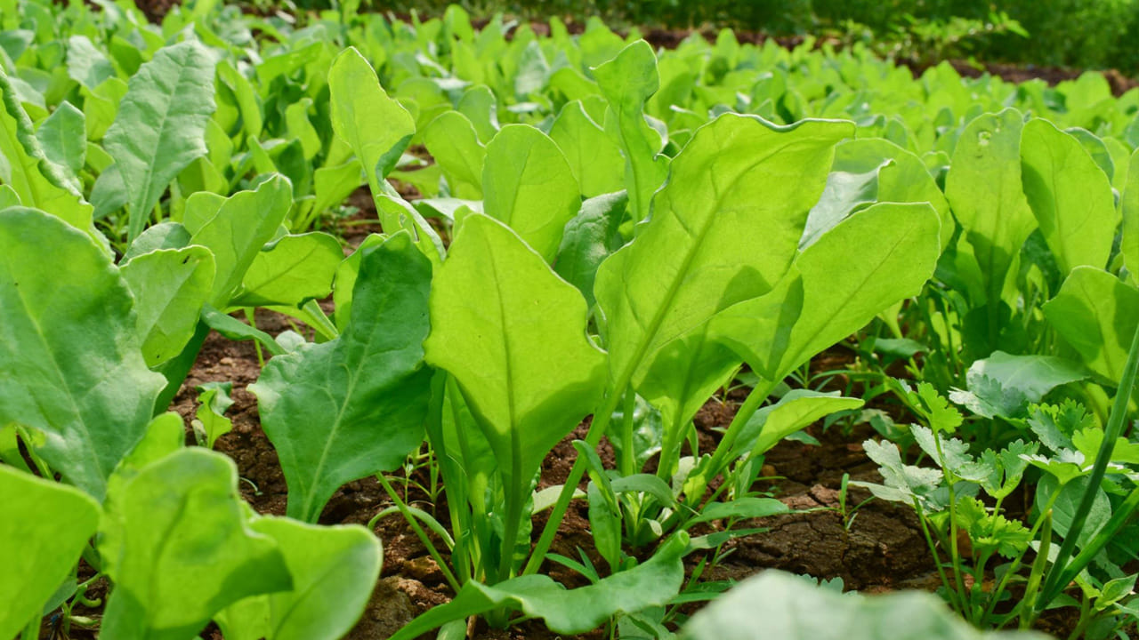 పాలకూర, తోటకూర, కొత్తిమీర వంటి ఆకుకూరలు 20–30 రోజుల్లోనే దిగుబడి ఇస్తాయి. చిన్న స్థాయిలో అయినా, నిరంతర ఆదాయం కోసం ఇవి ఉపయోగపడతాయి.
